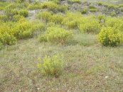  צילום: By javier martin (own work release) [Public domain or Public domain], via Wikimedia Commons