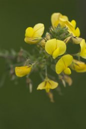  צילום: By Olivier Pichard (Own work) [CC BY-SA 3.0 (http://creativecommons.org/licenses/by-sa/3.0)], via Wikimedia Commons