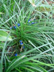  צילום: By KENPEI (KENPEI's photo) [GFDL (http://www.gnu.org/copyleft/fdl.html), CC-BY-SA-3.0 (http://creativecommons.org/licenses/by-sa/3.0/) or CC BY-SA 2.1 jp (http://creativecommons.org/licenses/by-sa/2.1/jp/deed.en)], via Wikimedia Commons