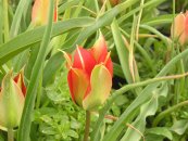 צבעוני ההרים - Tulipa agenensis
