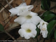 פנדוראה יסמינית 'ליידי די'