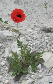  צילום: https://commons.wikimedia.org/wiki/File:Papaver_subpiriforme.JPG