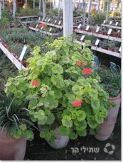  צילום: שתילי הר