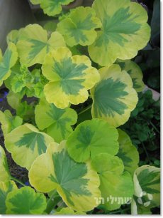 פלרגון הגננים 'קריסטל פאלאס ג'ם'