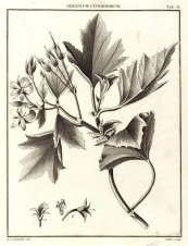  צילום: By Cavanilles (Icones et Descriptiones Plantarum 1: t. 8. 1791.) [Public domain], via Wikimedia Commons