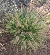  צילום: משתלת בוטניקה