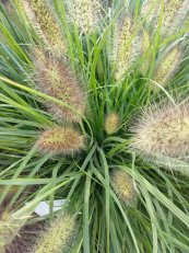  צילום: משתלת בוטניקה