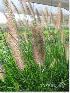 זיף נוצה זנב שועל צורה מוריקה