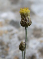  צילום: By Gideon Pisanty (Gidip) (Own work) [GFDL (http://www.gnu.org/copyleft/fdl.html) or CC BY 3.0 (http://creativecommons.org/licenses/by/3.0)], via Wikimedia Commons