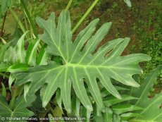 פילודנדרון , זנים שונים