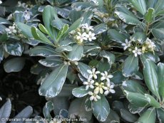 פיטוספורום יפני 'מגוון'