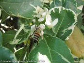  צילום: www.ColorfulNature.com