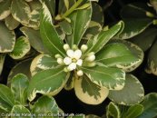  צילום: www.ColorfulNature.com