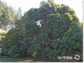  צילום: שתילי הר