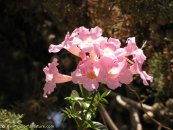  צילום: www.ColorfulNature.com