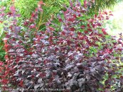  צילום: www.ColorfulNature.com