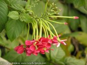  צילום: www.ColorfulNature.com