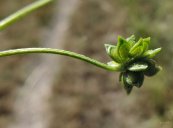  צילום: By Eitan f (Own work) [CC BY-SA 3.0 (http://creativecommons.org/licenses/by-sa/3.0) or GFDL (http://www.gnu.org/copyleft/fdl.html)], via Wikimedia Commons