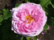 ורד קונט דה שמבור