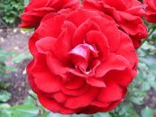 ורד היינזל מנכן