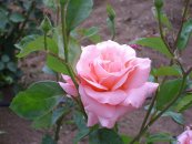 ורד קווין אליזבת