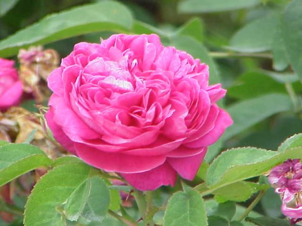 ורד קזנליק