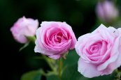 ורד גרטרוד ג'קיל™