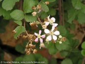  צילום: www.ColorfulNature.com