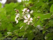  צילום: www.ColorfulNature.com