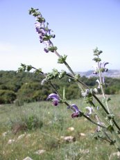  צילום: Flora of Israel, GFDL, Images by Gidip