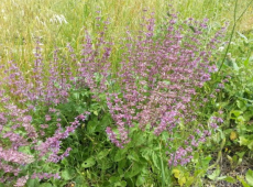 מרוות יהודה