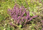 מרוות יהודה - Salvia judaica