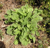  צילום: זרעים מציון