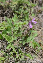  צילום: By Gideon Pisanty (Gidip) גדעון פיזנטי (Own work) [CC BY 3.0 (http://creativecommons.org/licenses/by/3.0)], via Wikimedia Commons