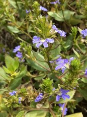  צילום: By MurielBendel (Own work) [CC BY-SA 4.0 (http://creativecommons.org/licenses/by-sa/4.0)], via Wikimedia Commons