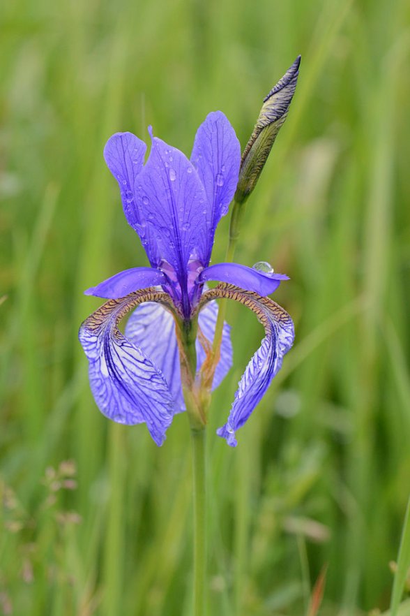 איריס סיבירי , Iris sibirica - סירטון