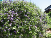  צילום: www.ColorfulNature.com