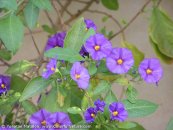  צילום: www.ColorfulNature.com