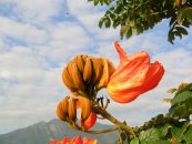  צילום: CC-BY-SA-2.5,2.0,1.0, Close-ups of Spathodea campanulata flowers, Flowers of Tamil Nadu