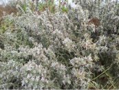  צילום: זרעים מציון