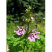  צילום: זרעים מציון