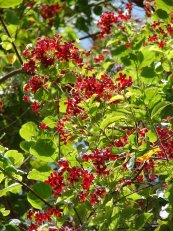  צילום: Forest & Kim Starr [CC-BY-3.0 (http://creativecommons.org/licenses/by/3.0)], via Wikimedia Commons