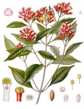  צילום: http://no.wikipedia.org/wiki/Fil:Syzygium_aromaticum_-_K%C3%B6hler%E2%80%93s_Medizinal-Pflanzen-030.jpg
