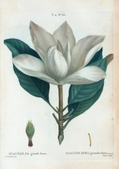  צילום: Author died more than 100 years ago public domain images, CC-PD-Mark, Magnolia grandiflora - botanical illustrations