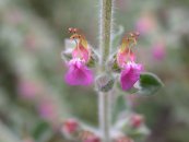  צילום: By Gideon Pisanty (Gidip) (Own work) [CC BY 3.0 (http://creativecommons.org/licenses/by/3.0)], via Wikimedia Commons