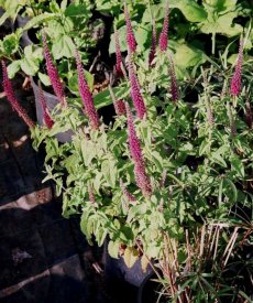 געדה הירקנית