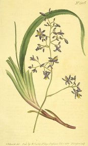  צילום: CC-PD-Mark, Curtis's Botanical Magazine, Volume 19, Dianella caerulea