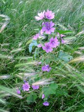  צילום: Unidentified Malva, Uploaded with UploadWizard, Wild flowers