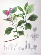  צילום: CC-PD-Mark, Caprifoliaceae botanical illustrations, Flora 