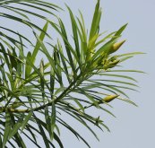  צילום: Cascabela thevetia, GFDL, J.M.Garg ShrubsT